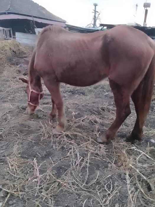 Vând o iapa mai batrană