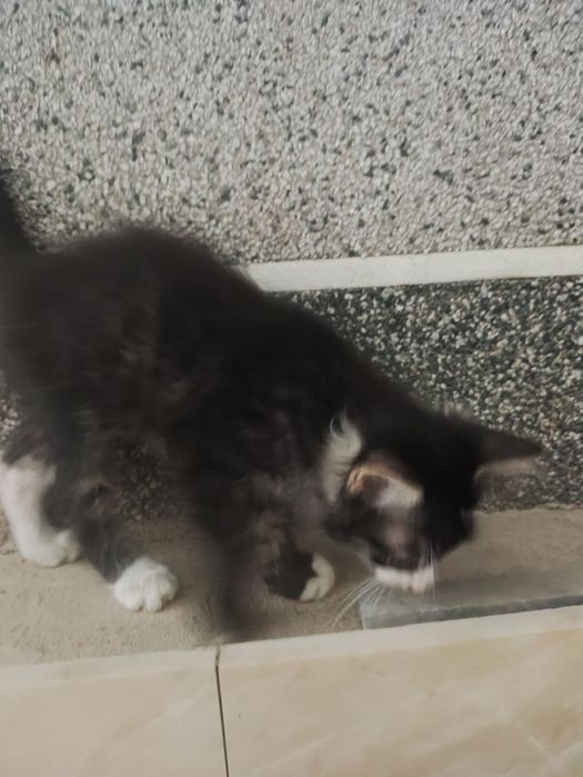 Котята в хорошие руки