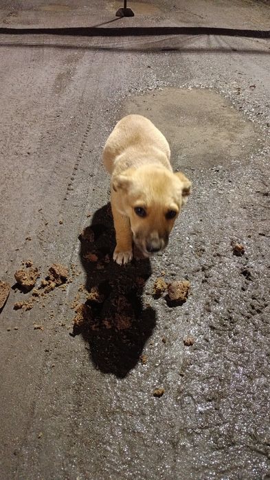 Отдам щенят в добрые руки