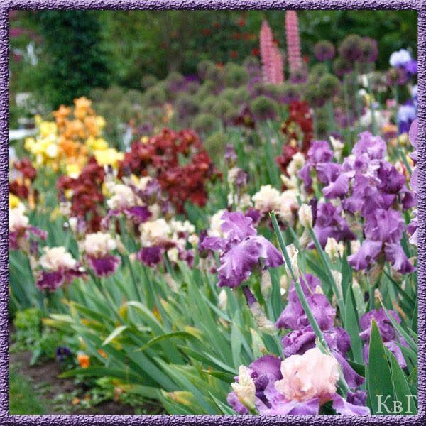 Продавам коренища на цветя Ирис – редки сортове
Цветове: бели, жълти,