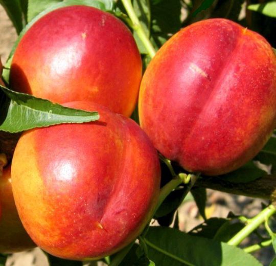 Nectarin (Soiul Champion )