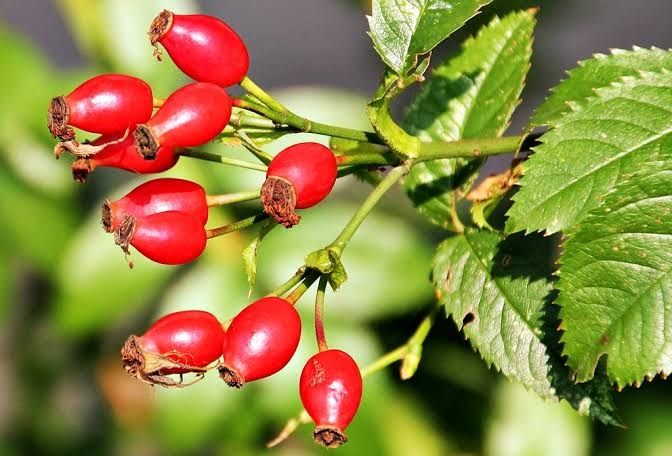 Pasta/dulceata de maciese