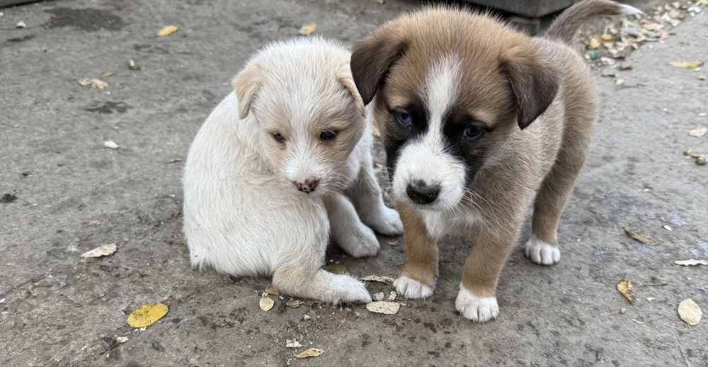 Ofer spre adoptie 6 catelusi de 2 luni