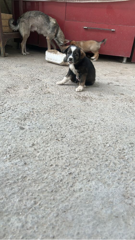 Кушіктер бесплатно