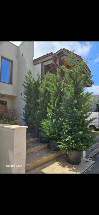 Vând leylandii de mai multe dimensiuni