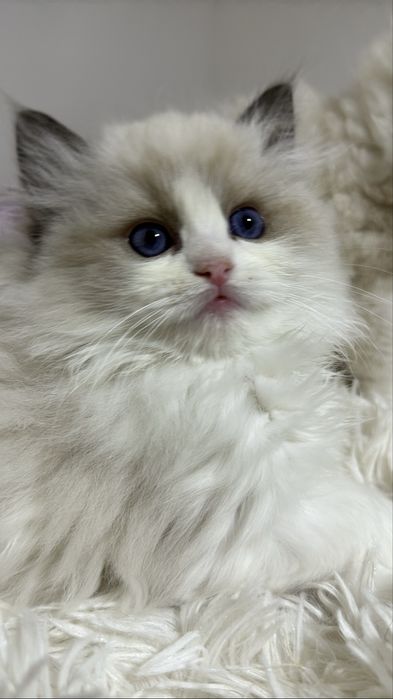 Regdoll Рэгдолл!!!