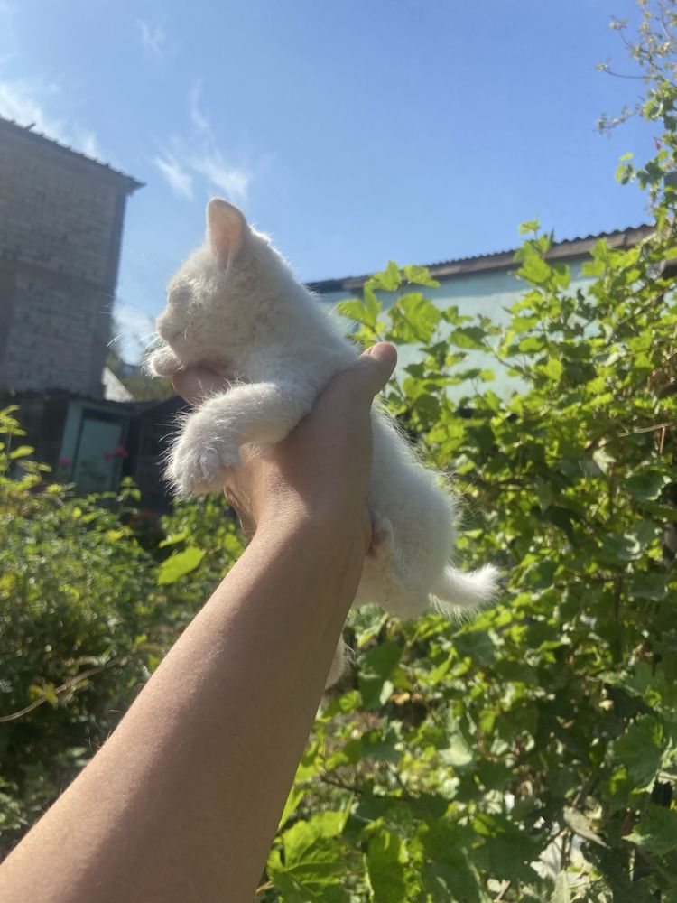 Котята бесплатно