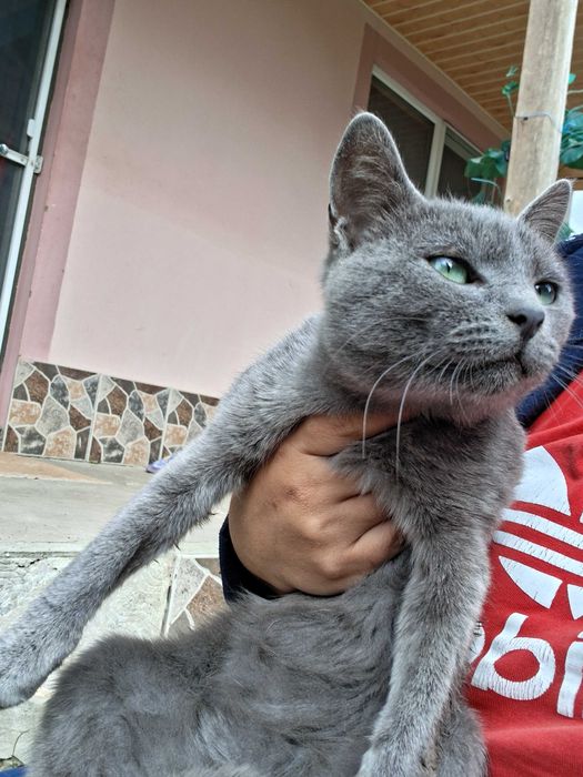 Pisica albastru de rusia un baietel
