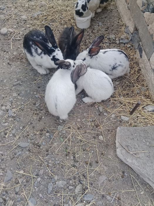 Кролики и крольчата