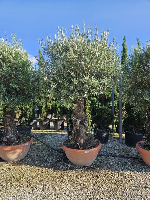 Măslini seculari calitate extra