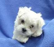 Bichon maltez. .