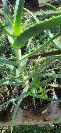 plante Aloe Vera de 4/5 ani de vanzare