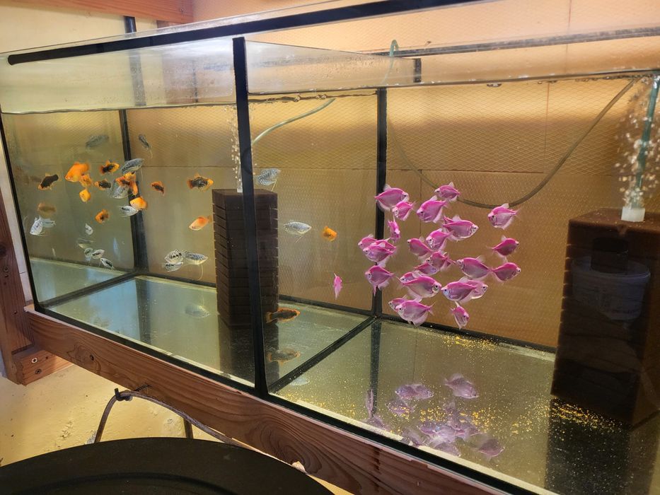 Vand Gupi 3 bucati la 10 lei