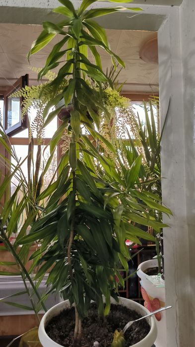 Цветы Пальмы различные растения