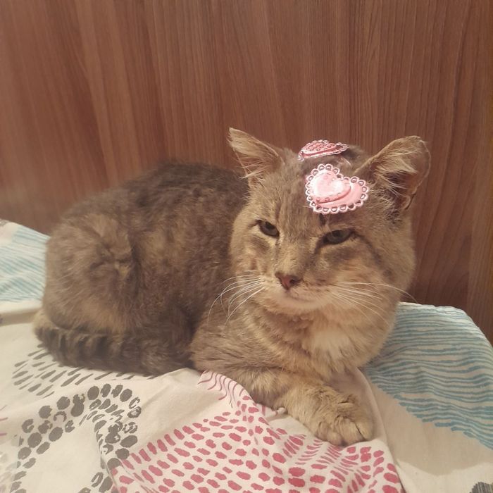 Ищу кота,пропал.Пожалуйста,помогите найти.