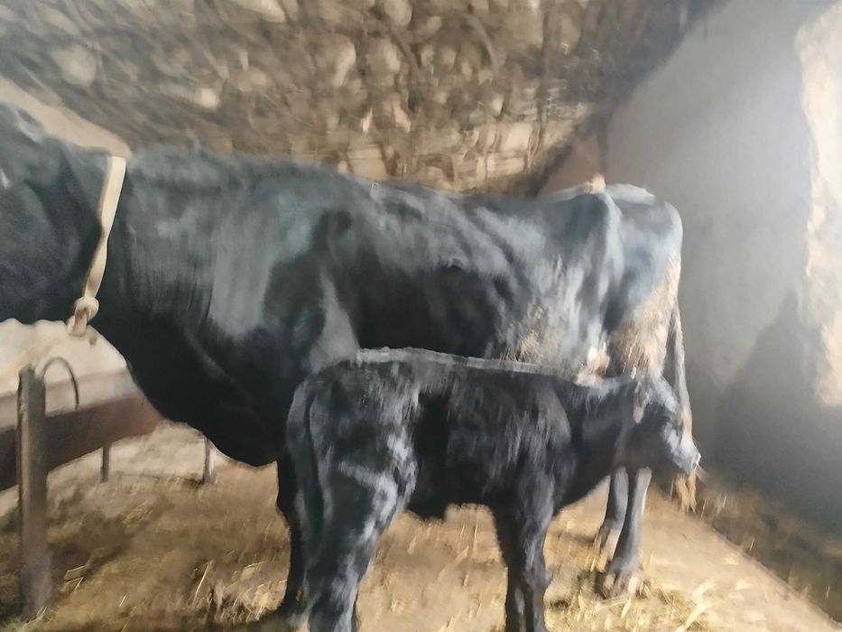 Angus parodali sigir