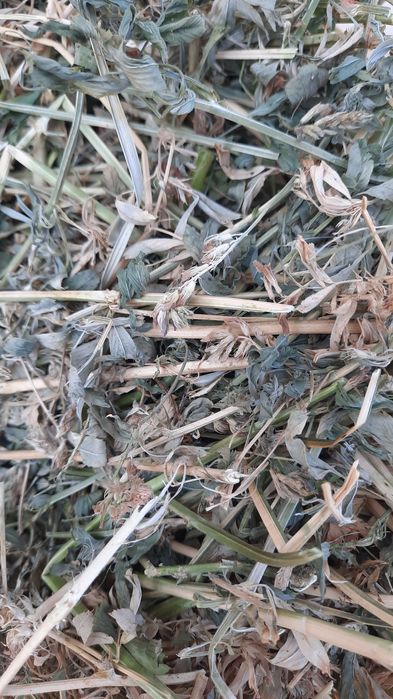 ‼️Baloti de  lucerna 2025‼️