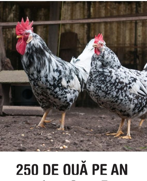 Păsări Chabo și pitice diferite rase