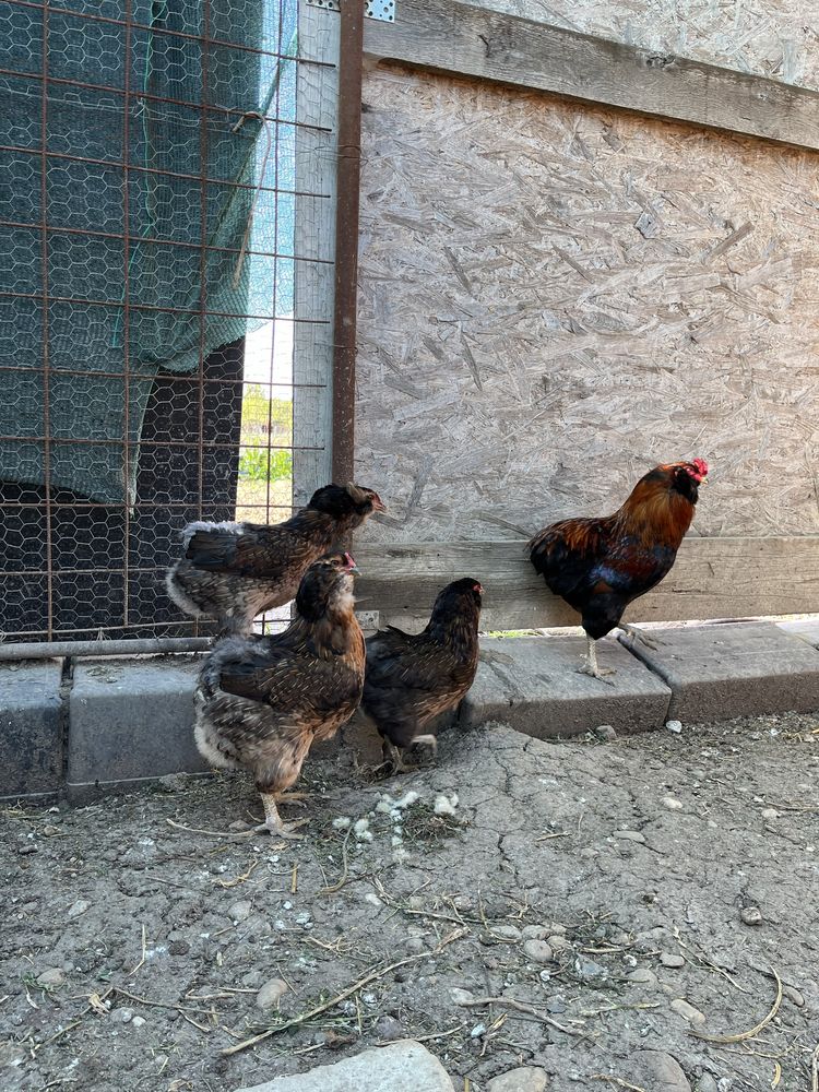 Oua incubat Araucana potarnichiu salbatic