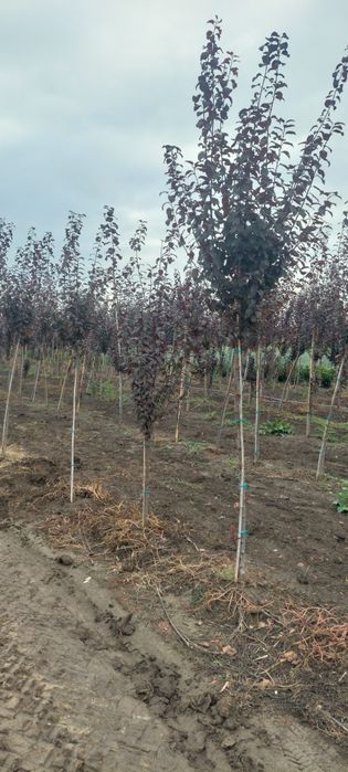 Mesteacăn,tei,pin,molid,brazii,platan,catalpa,arțar,frasin,salcâm,etc.