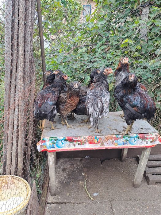 Cocoșel  araucana