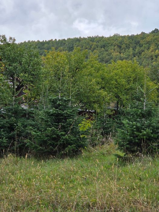 Brazi verzi sau arginti cu balot de pamant