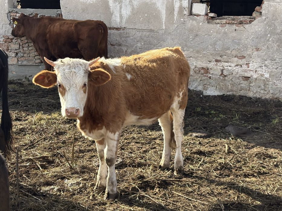 de vanzare vaci tinere si tauri