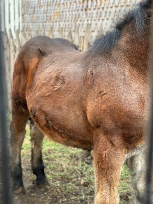 Vând mânză de 6 luni