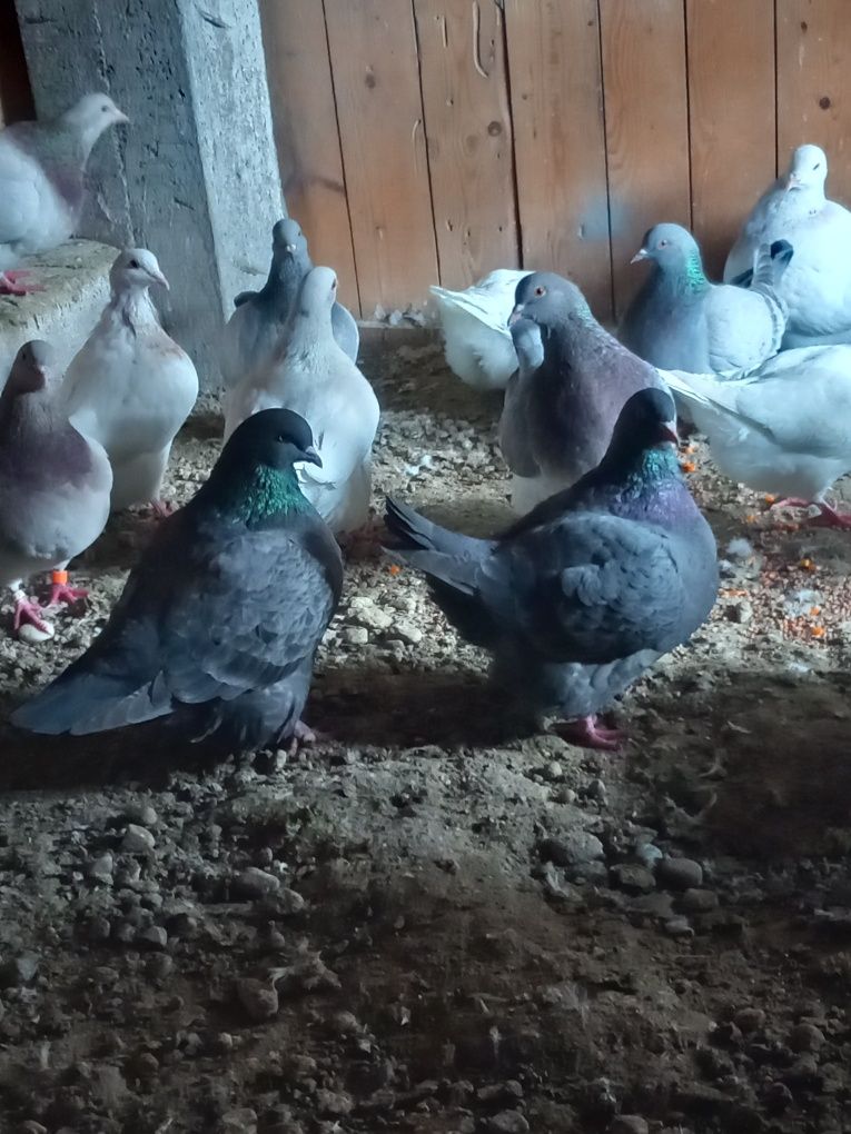 Porumbei Texani rasa de carne Filiași Dolj