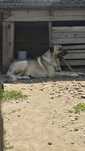 Ciobanesc turcesc ( kangal)