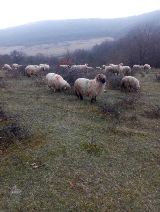 oi tinere de vanzare