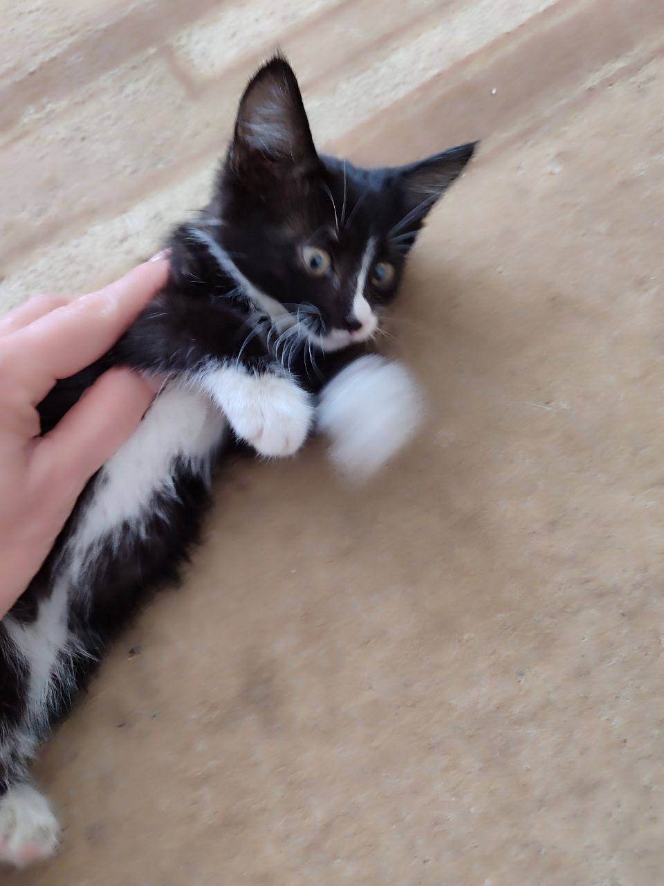 Продается котенок домашний