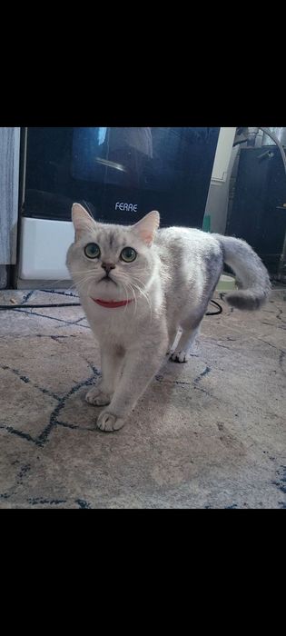 Кот Британская Шиншилла