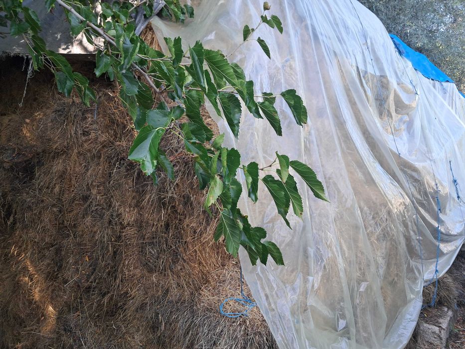 Disponibil baloti paie fân si lucerna