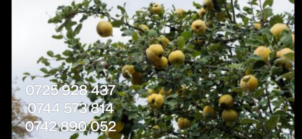 Catina, cires Maxut,Liliac altoit/nealtoit,Cires Galben. Paulownia