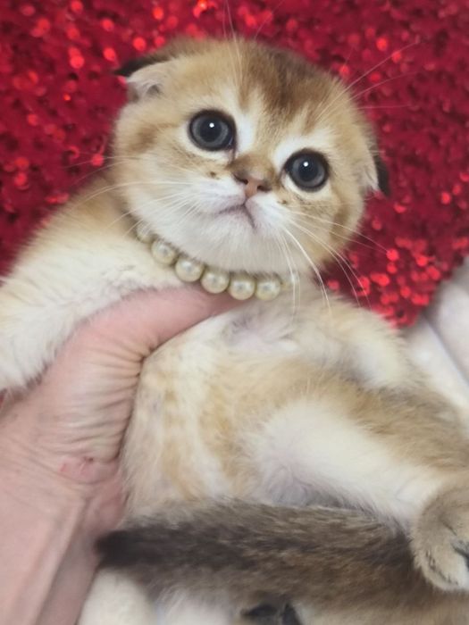 Продается шикарный мальчик, Скоттиш фолд