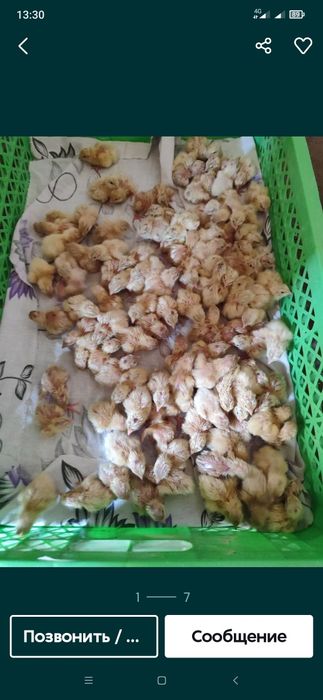 Bedana bor beliy gegant