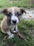 Catelus de 2 luni la adoptie ! Urgent!!