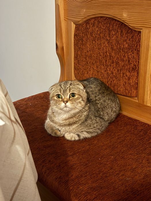 Golden chinchilla X Scottish fold kitten to a good home