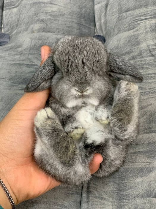 Dekorativni quyonlar sotiladi