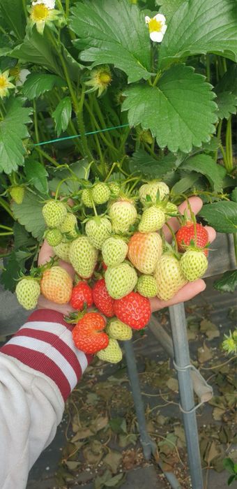 Рассада/кочат клубнини Соль-Хянг ( Юж.Корея)