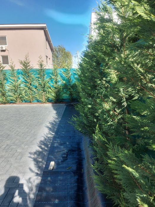 Gard viu Leylandii