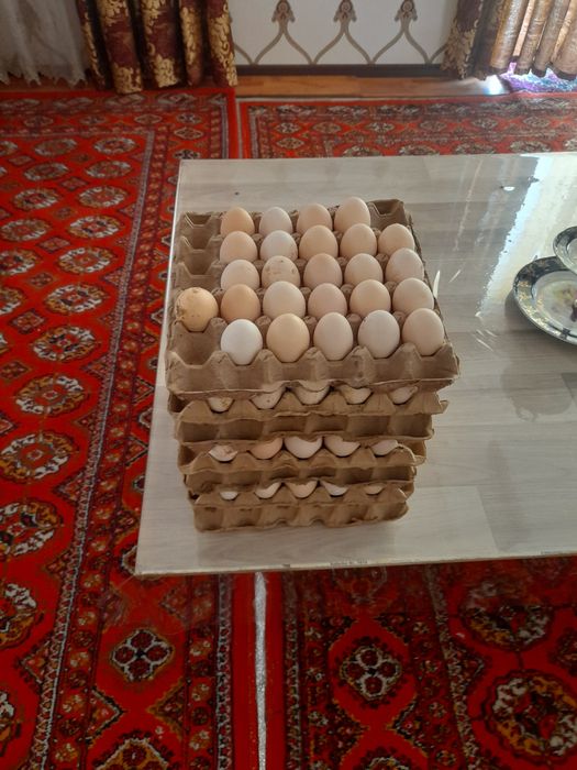 Уругланган Ломан сенди товуги инкубатор тухумлари.