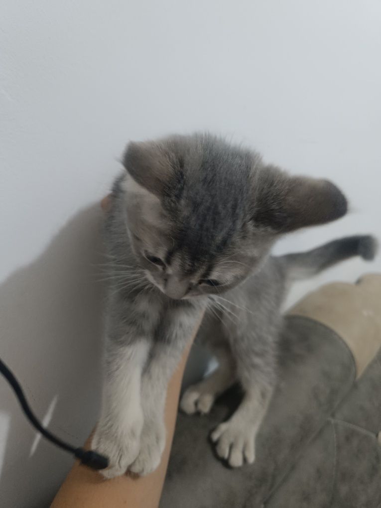 Skotish stray zotli mushuk