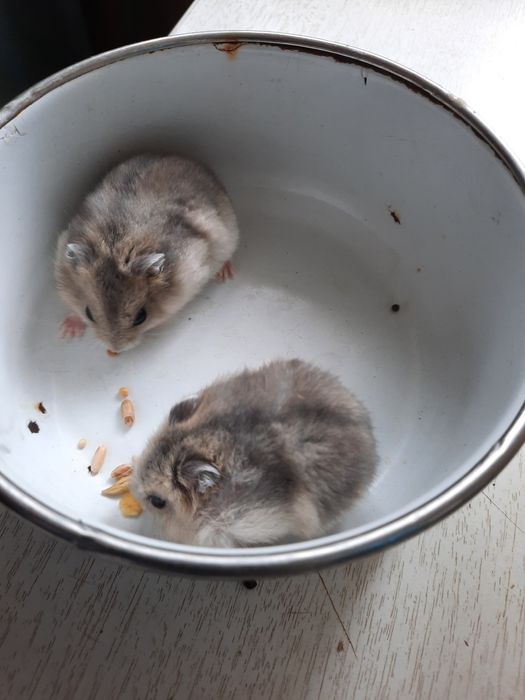 Хомячки джунгарские