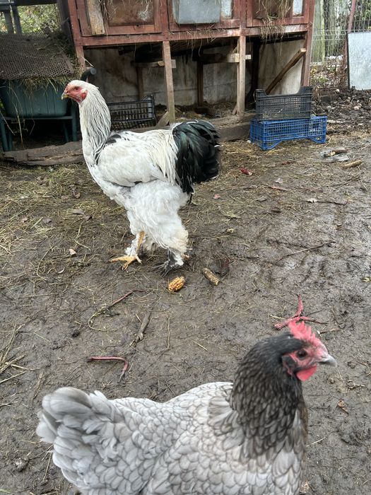 Cocosi Brahma hd Cochinchina urias Plymouth rok barat Marans