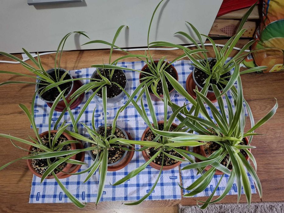 Spider Plant – plante decorative, purificatoare de aer