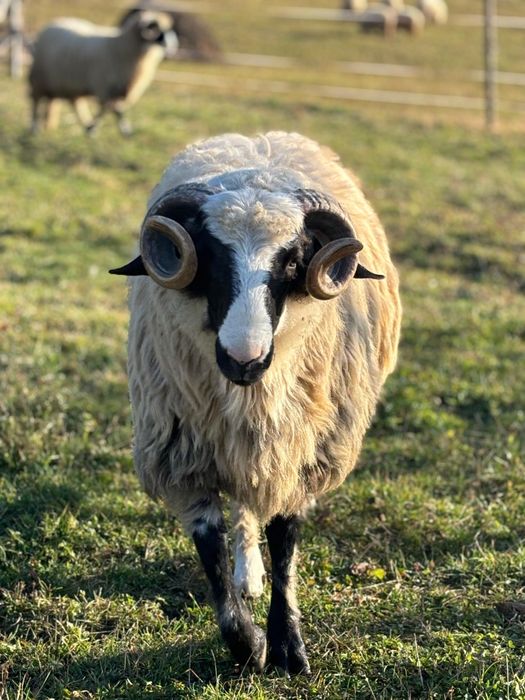 Berbeci noatini de Petroșani