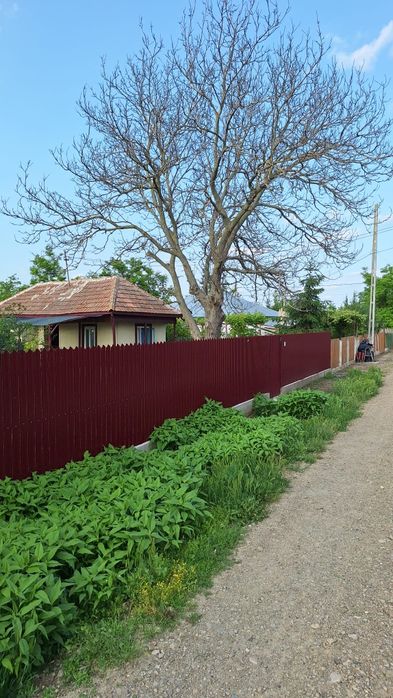 De vanzare nuc uscat natural
