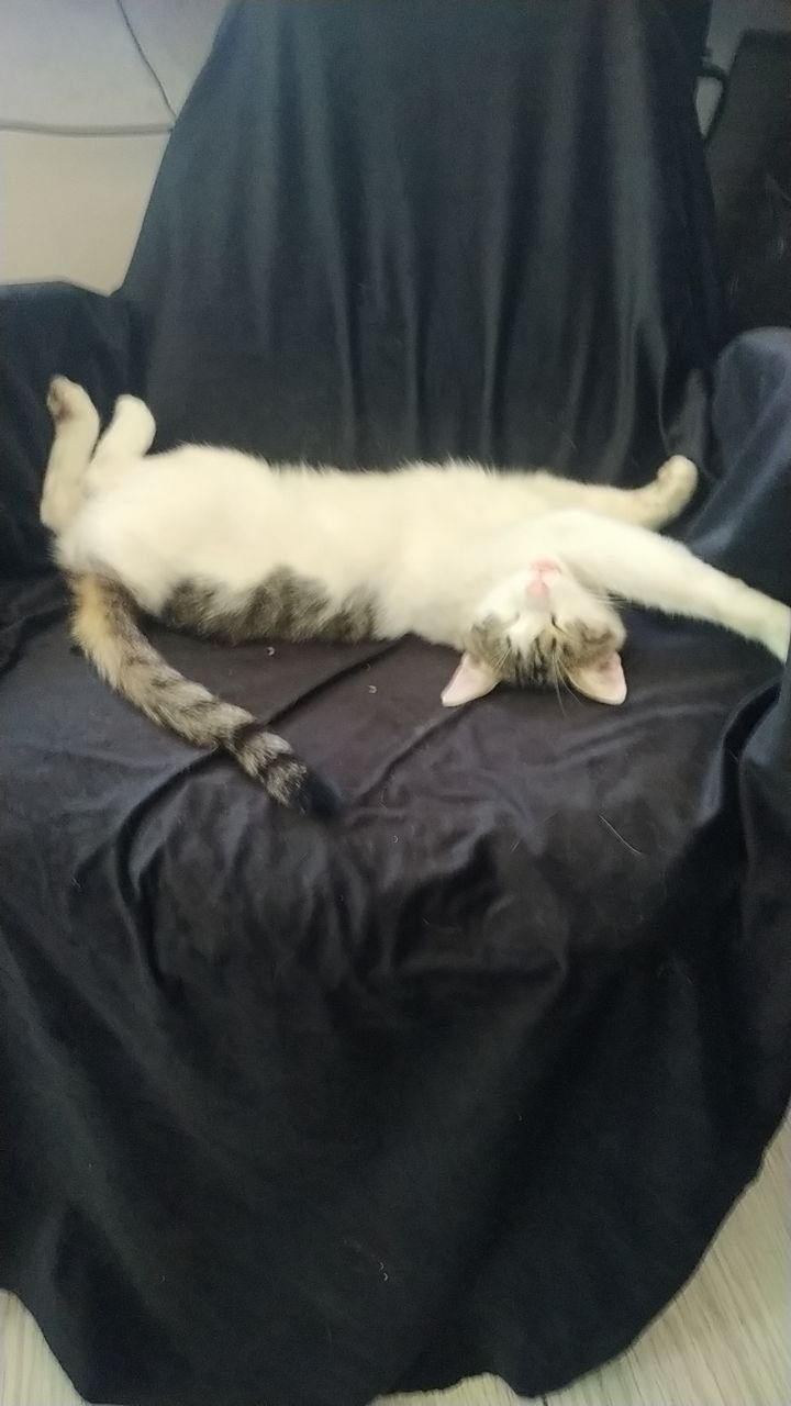 Котик ищет дом  кастрирован  1 год